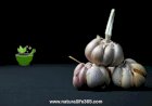 Ayurvedic Secrets: The Right Way to Use Garlic for Your Well-being
