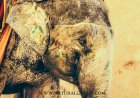Behind the Scenes of Elephant Tourism: The Dark Truth